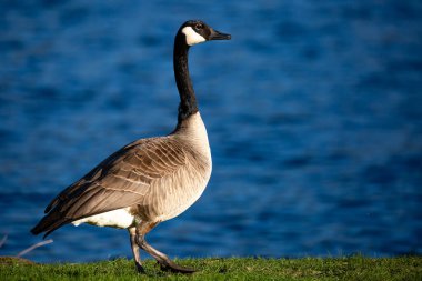 Yetişkin Kanada kazı (Branta canadensis) Wausau, Wisconsin 'deki Wausau Gölü boyunca yürür.