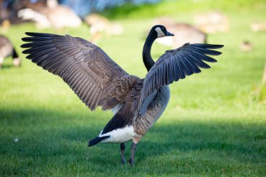 Baharda, Wisconsin, Wausau 'ya uzanan kanatlı yetişkin Kanada kazı (Branta canadensis)