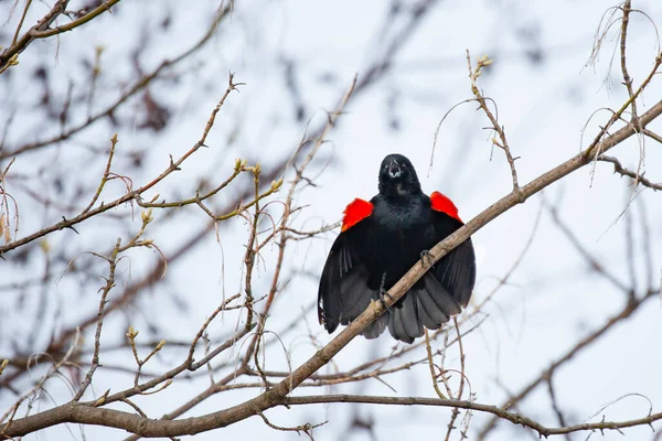 Blackbird Asa Vermelha Macho Agelaius Phoeniceus Empoleirado Ramo Sumac Cantando — Fotografia de Stock