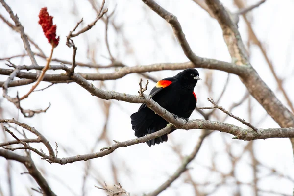 Blackbird Asa Vermelha Macho Agelaius Phoeniceus Empoleirado Ramo Sumac Cantando — Fotografia de Stock