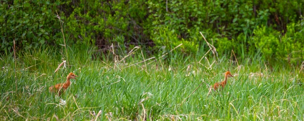 五月份在威斯康星州瓦索市的湿地散步的小山鹤 Grus Canadensis — 图库照片