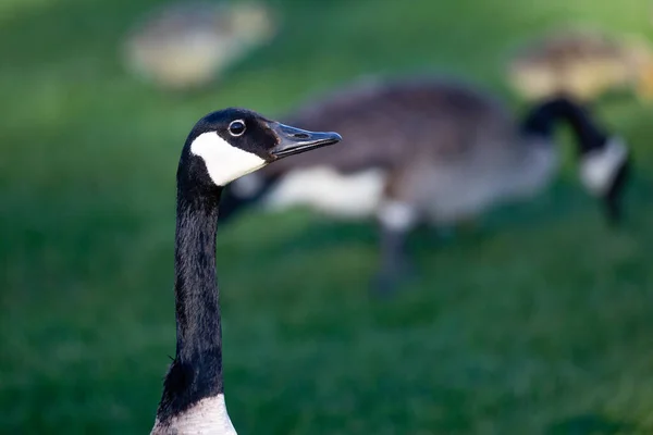 Närbild Vuxen Kanadagås Branta Canadensis Med Upphöjt Huvud Våren Horisontell — Stockfoto