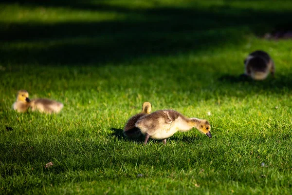 Ganso Canadá Branta Canadensis Goslings Wausau Wisconsin Durante Primavera Horizontal —  Fotos de Stock