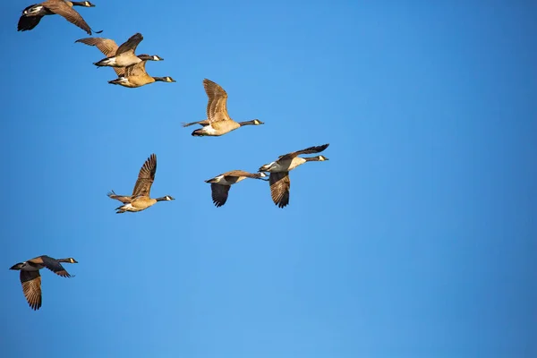 Gansos Canada Adultos Branta Canadensis Volando Una Formación Cielo Azul — Foto de Stock