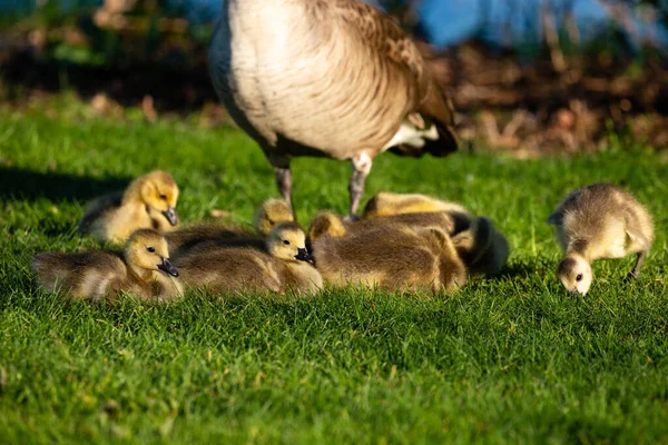 Canada Goose Branta Canadensis Parent Goslings Resting Eating Horizontal — Stock Photo, Image