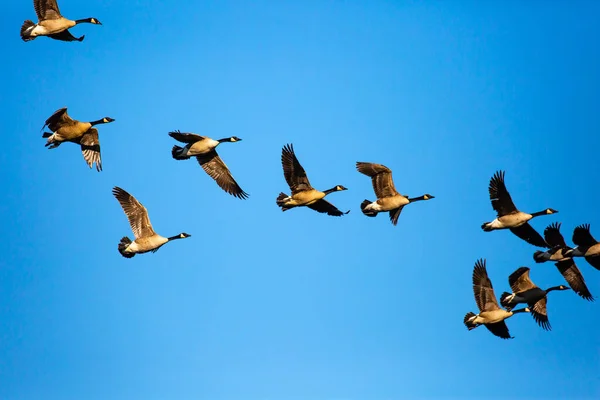 Gansos Adultos Branta Canadensis Volando Cielo Azul Wisconsin Horizontal — Foto de Stock