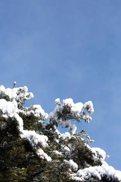 Nahaufnahme Einer Schneebedeckten Wisconsin Kiefer Zweig Kiefernzweig Mit Blauem Himmel — Stockfoto