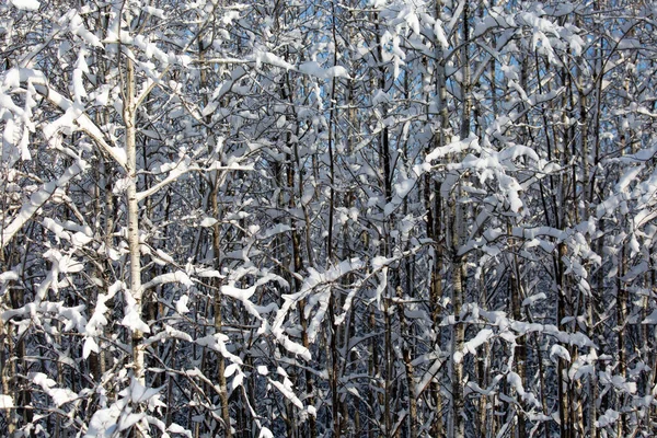 Närbild Snötäckt Skog Centrala Wisconsin Efter Vintersnöstorm — Stockfoto