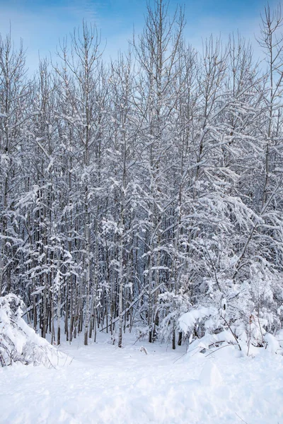 Närbild Snötäckt Skog Centrala Wisconsin Efter Vintersnöstorm Vertikal — Stockfoto
