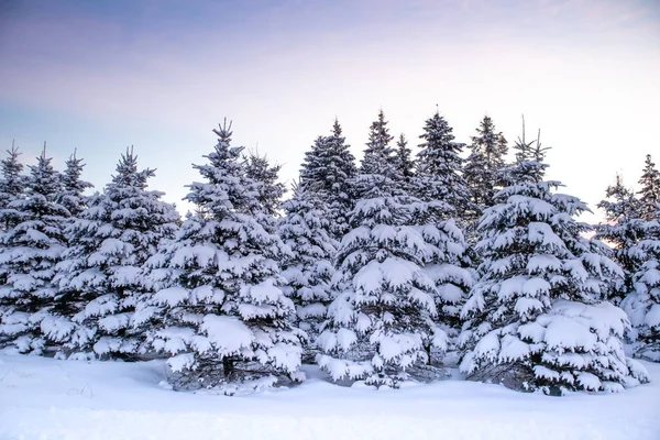 Snötäckta Tallar Centrala Wisconsin Efter Snöstorm December — Stockfoto