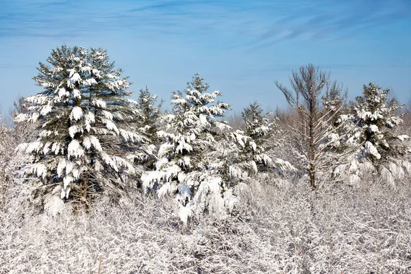 Snötäckta Tallar Centrala Wisconsin Efter Snöstorm December Med Blå Himmel — Stockfoto