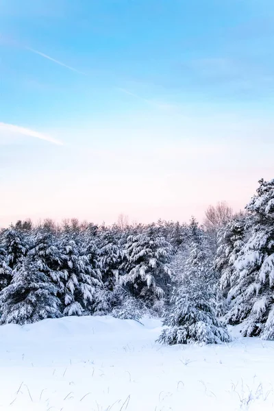 Pinos Cubiertos Nieve Centro Wisconsin Después Una Tormenta Nieve Diciembre —  Fotos de Stock