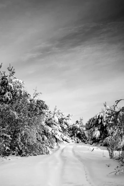 Snow Covered Road Forest Central Wisconsin January Vertical — стоковое фото