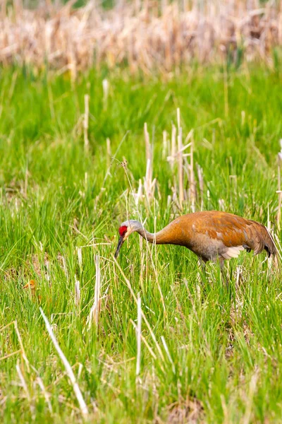 Parent Sandhill Crane Grus Canadensis Watching Colt Front Foraging Food Stock Photo