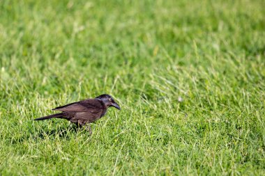 Yaygın Grackle (Quiscalus quiscula) baharda, yatay olarak çimenlerde yiyecek arar