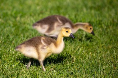 Kanada kazı (Branta canadensis), ilkbaharda, yatay olarak çimenlerde yürüyüş yaparak yiyecek arar.