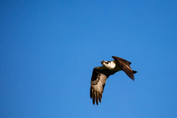 Osprey Pandion Haliaetus Летить Блакитному Небі Травні Горизонтально — стокове фото