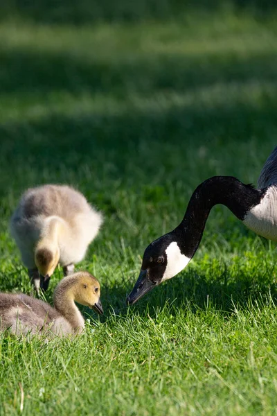 Ausgewachsene Kanadagans Branta Canadensis Mit Ihren Jungtieren Frühling Horizontal — Stockfoto