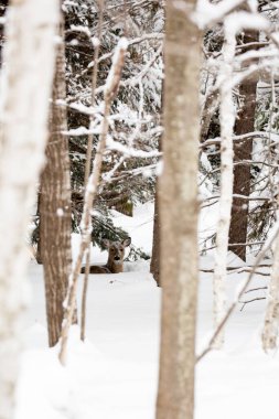 Beyaz kuyruklu geyik kışın yatağında, başında ve yüzünde karla