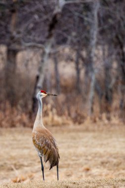 Kum Tepesi Turnası (Grus kanadensis) gagasında yiyecek kazmaktan kalan çamurla