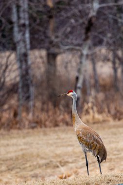 Dikey Sandhill Crane (Grus canadensis) çiftleşme sezonunun başladığı Nisan ayında Wausau, Wisconsin 'de
