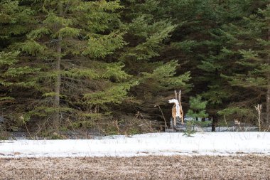 Beyaz kuyruklu geyik (odocoileus virginianus) çam ağaçlarına doğru koşar.