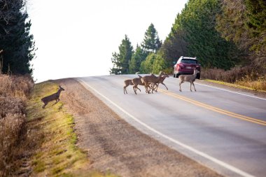 Beyaz kuyruklu geyik sürüsü (odocoileus virginianus) Wisconsin 'de bir otoyol üzerinden geçmektedir.