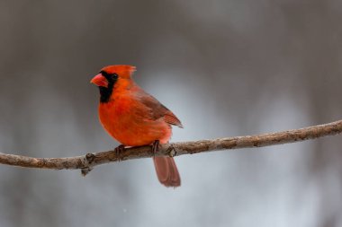 Sonbahar ağaçlarının yansıması