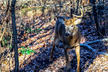 Wisconsin monotonluğu sırasında beyaz kuyruklu geyik