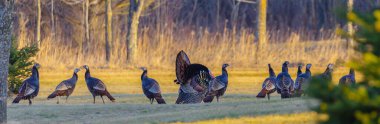 Panoramic view of a strutting tom turkey with his hens in the springtime. clipart