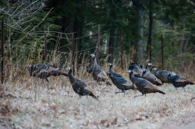 Flock of wild turkeys (Meleagris gallopavo) by a Wisconsin fence line clipart