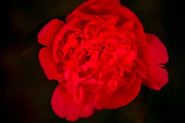 Siyah bir arkaplanın önündeki parlak kırmızı şakayık çiçeğini kapat