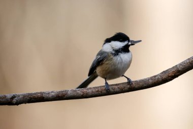 Siyah başlıklı Chickadee (poecile atricapillus) ağzında ayçiçeği tohumu ile