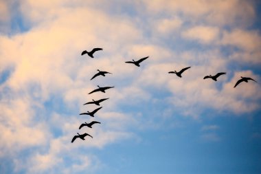 Kanada kaz sürüsü (Branta canadensis) Kasım ayında gökyüzünde V şeklinde uçuyor..