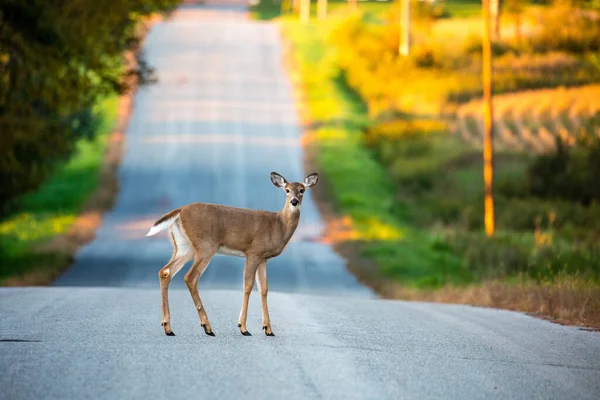 Biały Jeleń Odocoileus Virginianus Młoda Samica Stojąca Środku Drogi Wisconsin — Zdjęcie stockowe