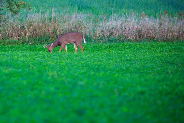 Weiße Schwanzhirsche Odocoileus Virginianus Fressen September Einem Sojabohnenfeld Wisconsin — Stockfoto