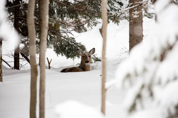 White tail deer bedded down in snow with snow on her head and face