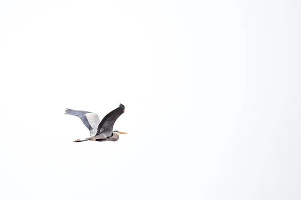 Velká Modrá Volavka Ardea Herodias Létající Před Bílým Pozadím — Stock fotografie