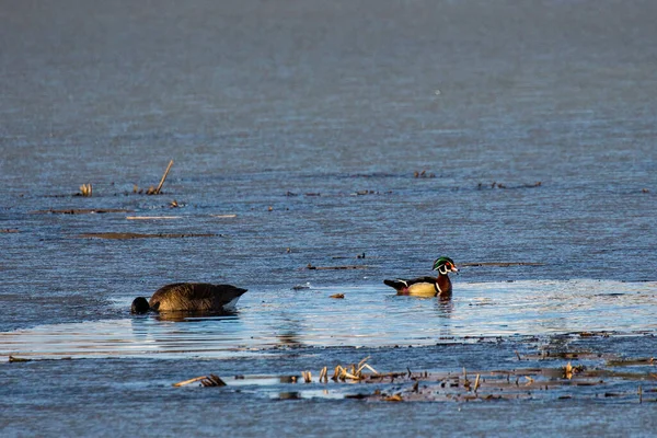 Wood Duck Aix Sponsa Partial Frozen Lake Wausau Wisconsin — 图库照片