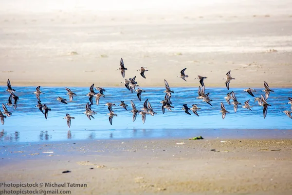 Полупальмовый Песочник Calidris Pusik Летит Побережье Орегона — стоковое фото