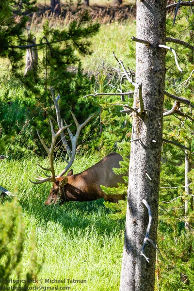 Elk Feeding Yellowstone National Park Wyoming — Stock Photo, Image