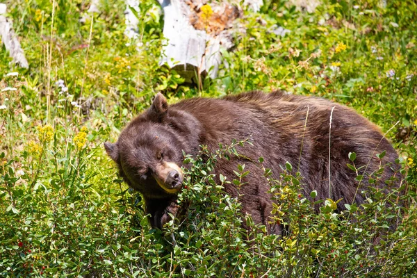 Черный Медведь Ursus Americanus Ест Дикие Ягоды Лесу — стоковое фото