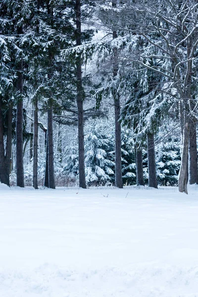 Skog Efter Snöstorm Wisconsin — Stockfoto