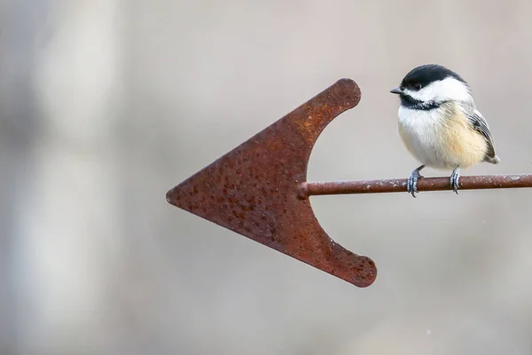 Κοτόπουλο Poecile Atricapillus Σκαρφαλωμένο Ανεμοδείκτη Σχήμα Βέλους — Φωτογραφία Αρχείου