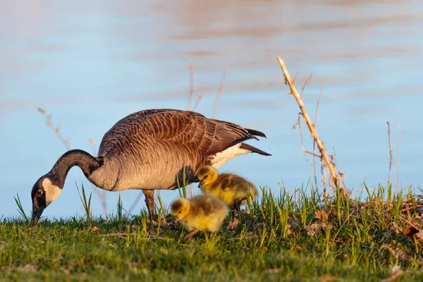 Kanadagans Branta Canadensis Und Gösslinge Füttern Sich Neben Einem See — Stockfoto