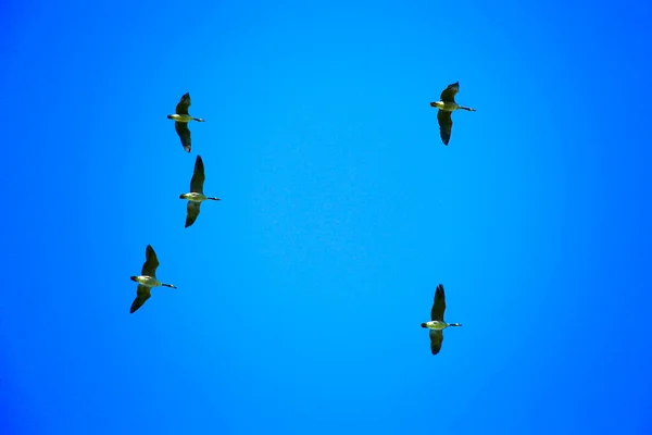 Gansos Canadá Branta Canadensis Volando Directamente Arriba Cielo Azul — Foto de Stock