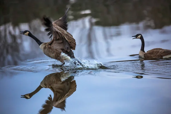 Kanadyjskie Gęsi Branta Canadensis Pochodzące Jeziora Wisconsin — Zdjęcie stockowe