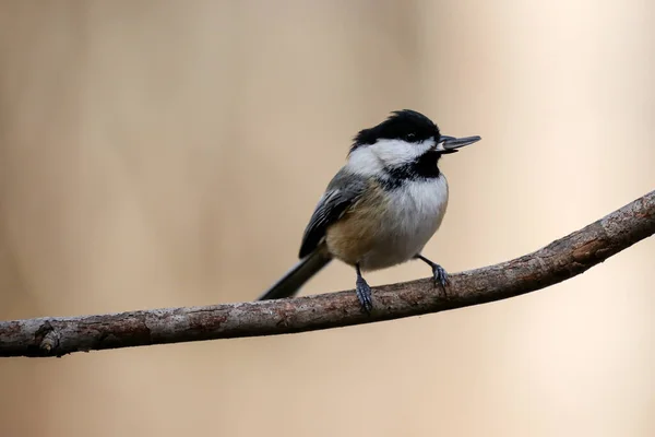 Svartkapslad Kyckling Poecile Atricapillus Med Ett Solrosfrö Munnen — Stockfoto