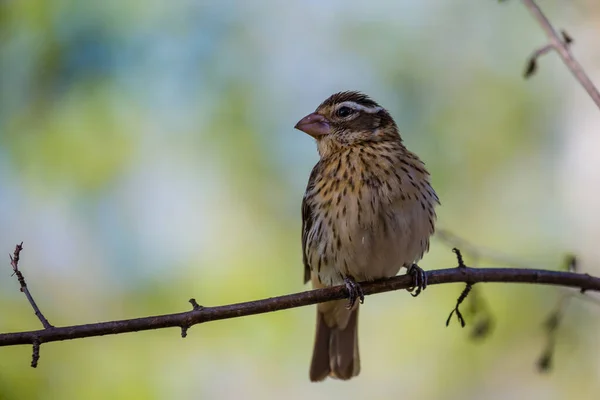 Černohlavý Groszobák Phecticus Melanocephalus Usazený Jaře Větvi — Stock fotografie