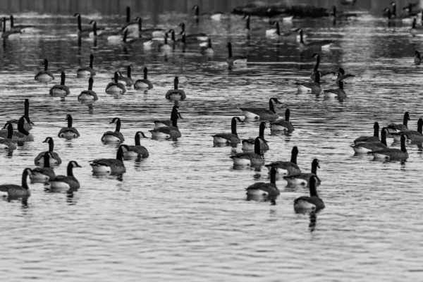 Imagem Preto Branco Bando Gansos Canadá Branta Canadensis Nadando Lago — Fotografia de Stock